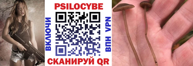 купить закладку omg сайт Псилоцибиновые грибы Cubensis Чердынь